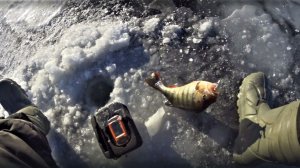 ЭТА СНАСТЬ КОСИТ РЫБУ!!! ЛОВЛЯ ОКУНЯ В ГЛУХОЗИМЬЕ...