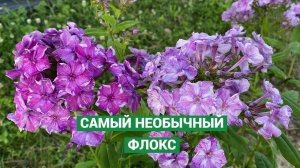 Уникальный флокс Курочка Ряба