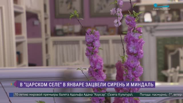 В Царском Селе зацвела сирень смотреть онлайн