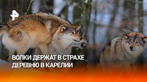 Волки держат в страхе деревню в Карелии