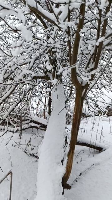 волшебный хруст