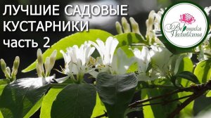 ЛУЧШИЕ САДОВЫЕ КУСТАРНИКИ. часть 2
