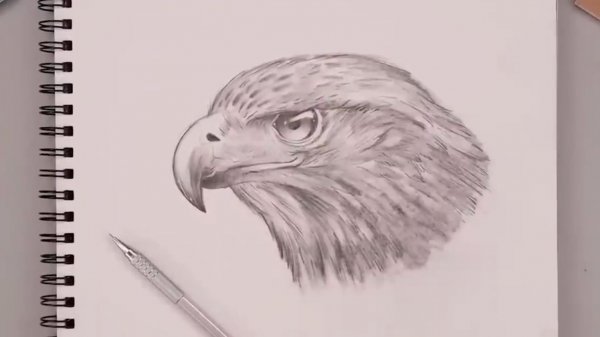 Как нарисовать Орла поэтапно карандашом профессионально
