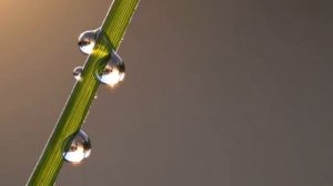 Капли росы Музыка для души Анна Зуева [get.gt] @anna_i_zueva