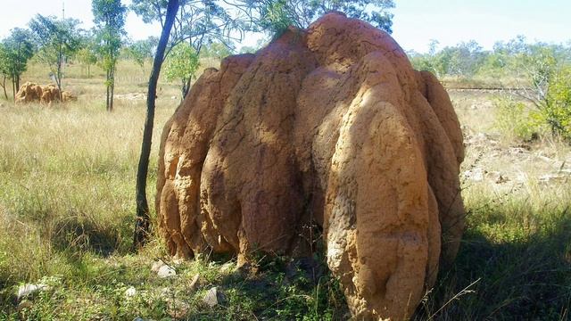 Родственники муравьёв