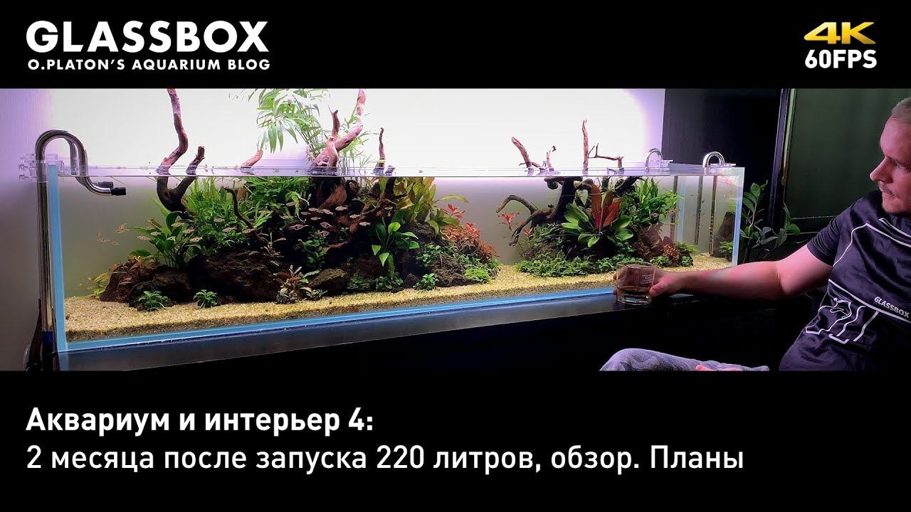 Аквариум и интерьер 5: 2 месяца после запуска 220 литров, обзор. смотреть онлайн