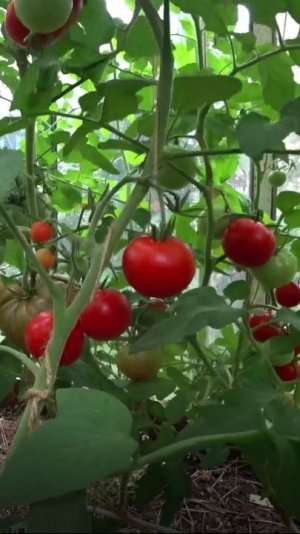 Сортовые томаты мягче, чем гибриды