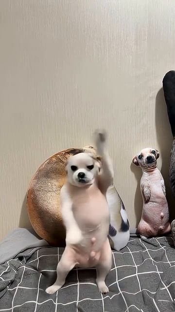 Собачки танцуют ИИ ТАНЦЫ