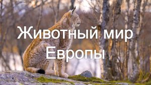 Европа. Животный мир 4K - Красочный фильм о Дикой Природе под релакс-музыку