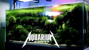 Акваскейп «Духи горного хребта» и IAPLC 2023