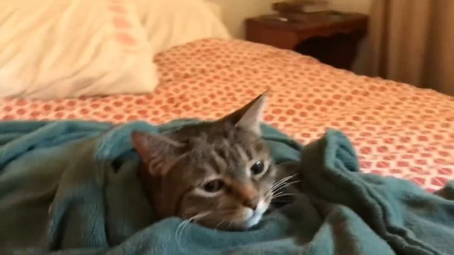 Кот в одеяле с подогревом смотреть онлайн