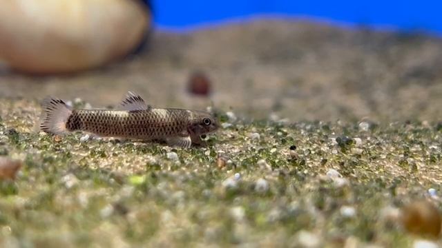 Гарра флаватра смотреть онлайн