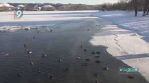 Утки под присмотром: в округе посчитали зимующих водоплавающих