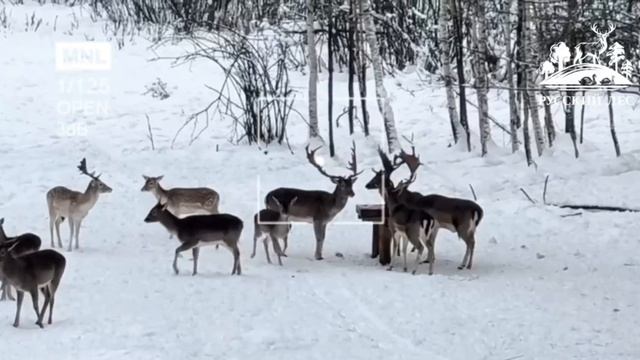 Красота за окном: лани смотреть онлайн