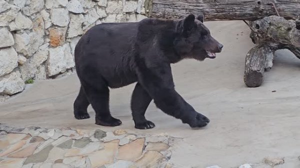 Московский зоопарк