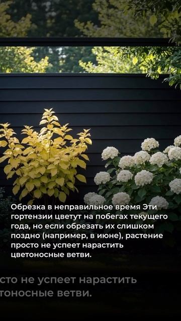 Почему ваша гортензия метельчатая не цветёт — 5 скрытых причин, о которых молчат даже продавцы