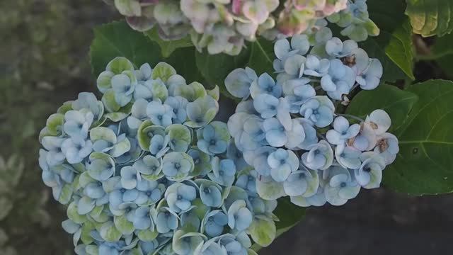 ГОРТЕНЗИИ — всё, что вам нужно знать о выращивании гортензий в вашем саду смотреть онлайн