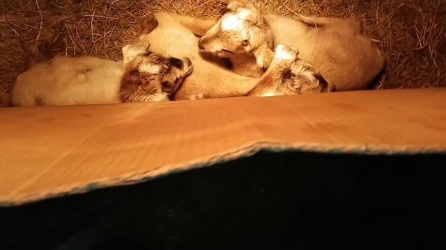 Новое пребовление.