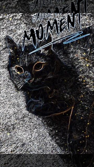 🐱😘🐱❤️
