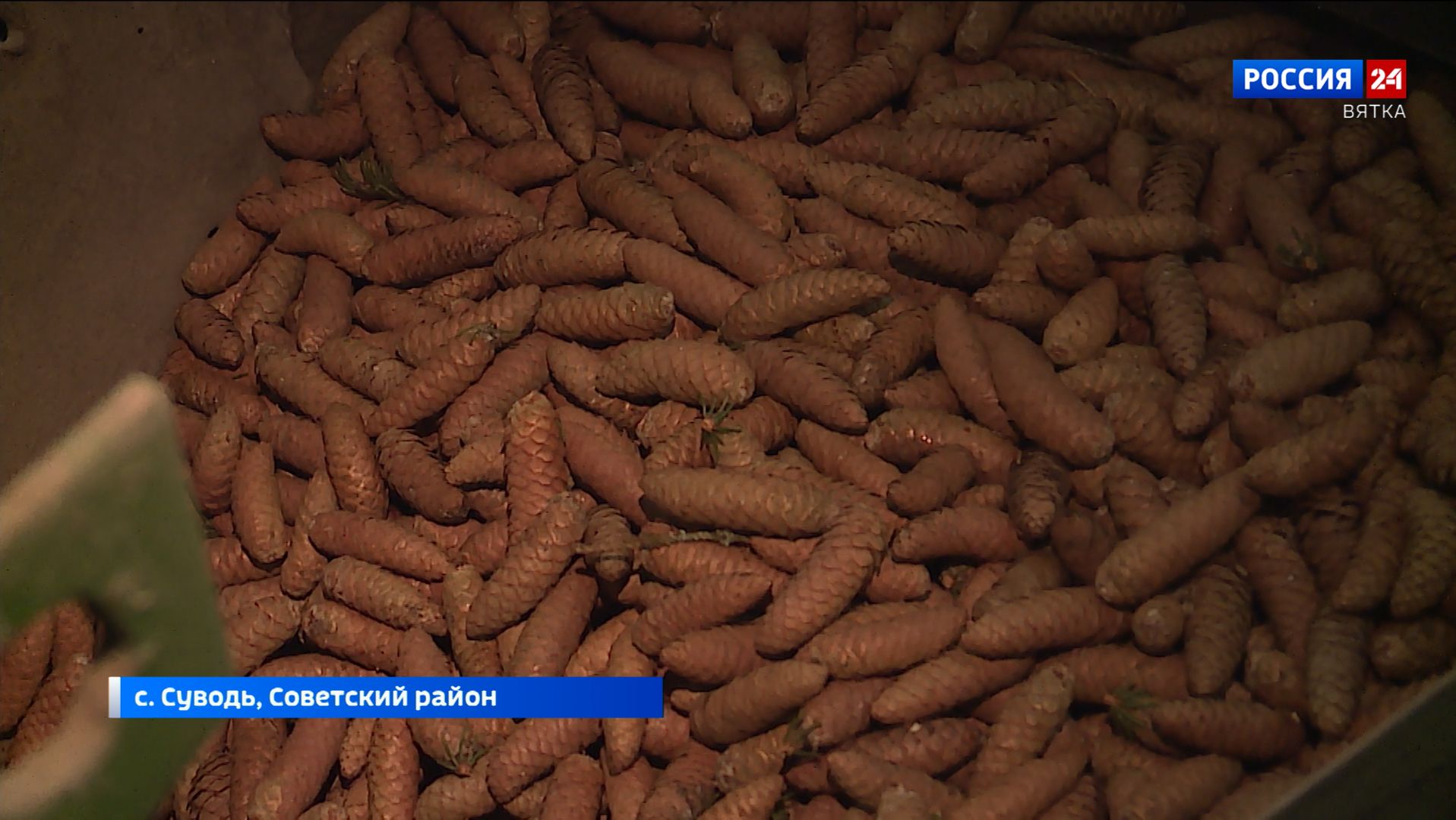 Лесоводы Кировской области начали заготавливать сосновые и еловые шишки на семена смотреть онлайн