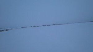 Охота на зайца в Ленинградской области 18.01. сезон 2025-2026.