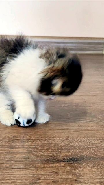 Веселая игра с мячом. #котенок