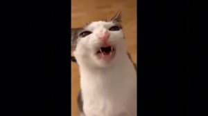 Хрумкающий котик)