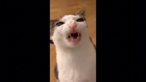 Хрумкающий котик)