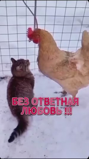 Безответная любовь 😻❤️🔥🐓
