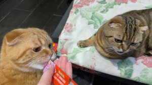 лежбище котиков