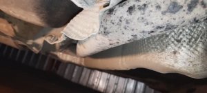 Защитный экран глушителя как причина вибрации и гула на холостых оборотах двигателя