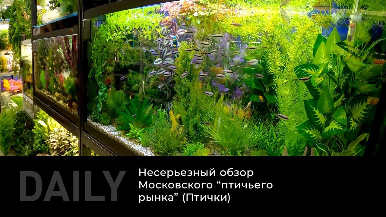 Daily: Несерьезный обзор Московского #птичьего #рынка (#птички) смотреть онлайн