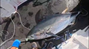 Тунец ~75 кг, Итуруп