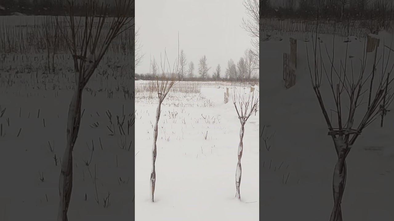 В гостях на Ивовой ферме у Александра Оксаны.