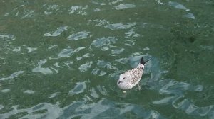 Хлебный мякиш или сало. Что выберет чайка?