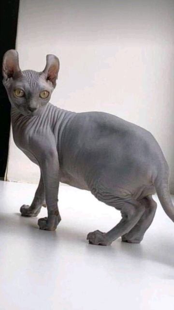 Шамана питомцы