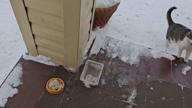 🐈⬛Пират с Кралей и товарищами кошмарят котошариков Клёпу и Енота. смотреть онлайн