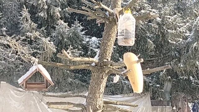 Смотрю в окошко и душу греют только кошки смотреть онлайн