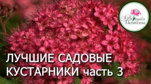 ЛУЧШИЕ САДОВЫЕ КУСТАРНИКИ. часть 3