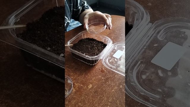 посев семян петунии смотреть онлайн