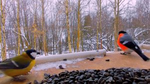 СНЕГИРИ И СИНИЧКИ