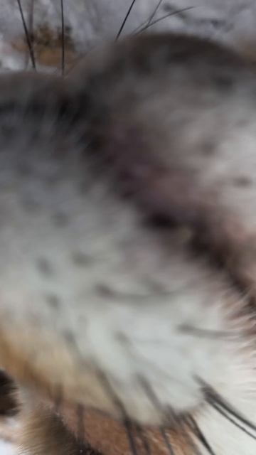 #уралиса #лисички смотреть онлайн