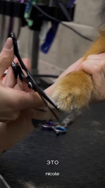 Мы против короткой стрижки у шпица