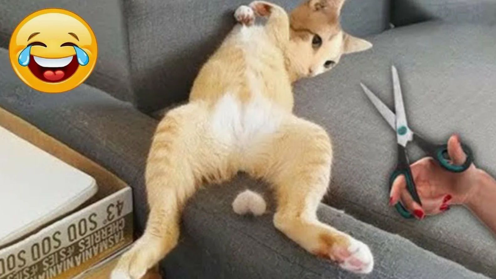 ВИДЕО ПРИКОЛЫ С ЖИВОТНЫМИ МАСТЕРА ИЛЛЮЗИЙ🙀 СМЕШНЫЕ ЖИВОТНЫЕ😂 смотреть онлайн