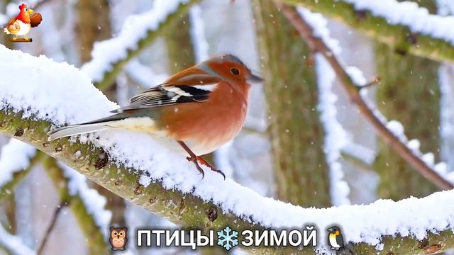 Птицы зимой в лесу 🐦_⬛🦉🦅 видео для отдыха душой 🌲(27) смотреть онлайн