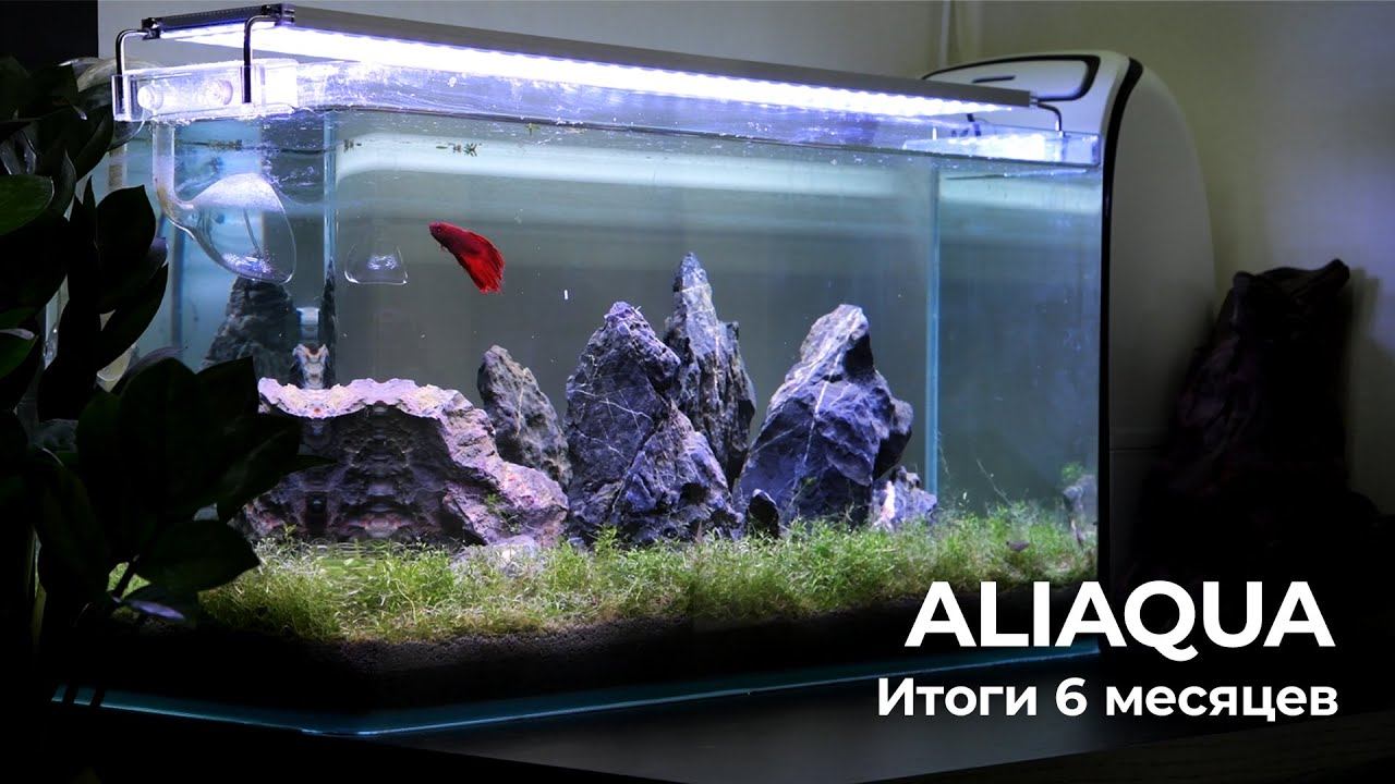 ALIAQUA: Итоги 6 месяцев. #Аквариум 44 литра на компонентах с Aliexpress. смотреть онлайн
