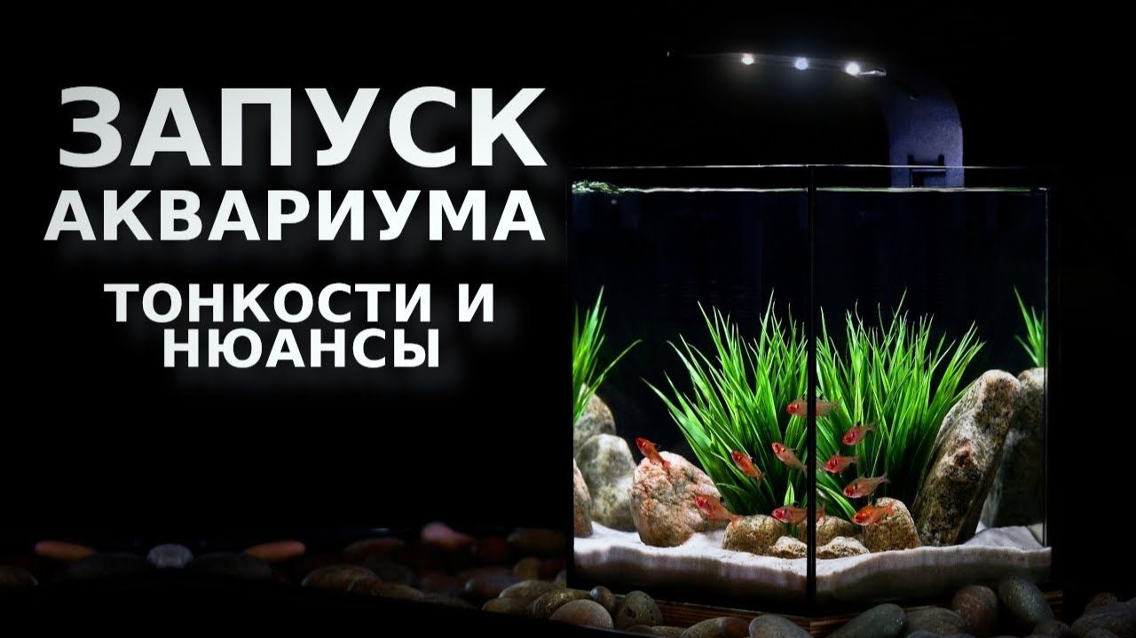 Запуск аквариума: тонкости и нюансы смотреть онлайн