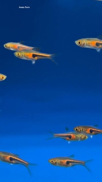 Расбора Эспе смотреть онлайн