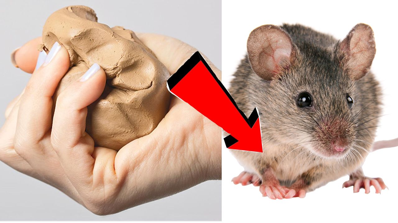 Как избавиться от мышей и крыс навсегда За 1 минуту.САМЫЕ ЛУЧШИЕ СПОСОБЫ В МИРЕ! смотреть онлайн