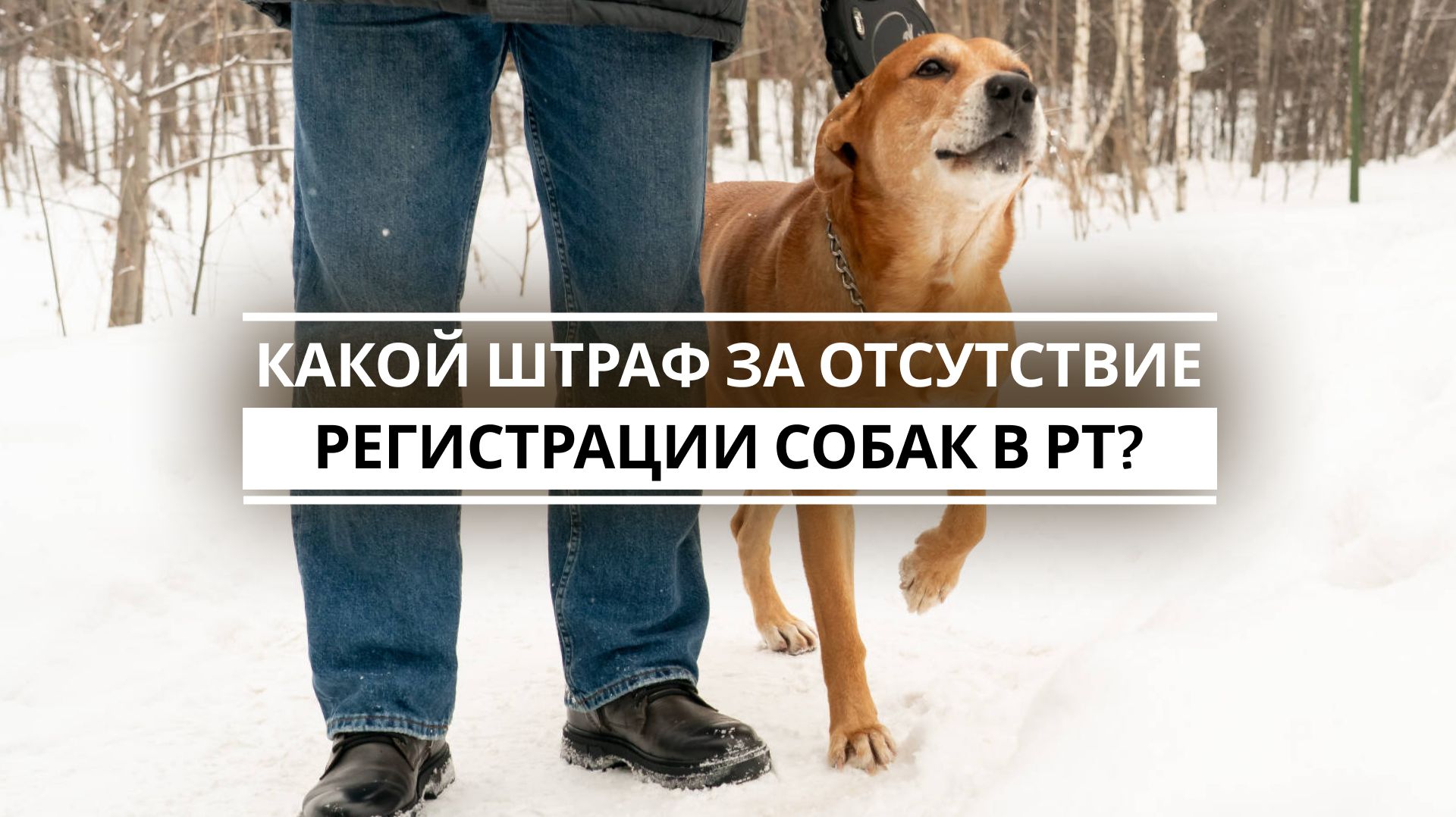 Какой штраф за отсутствие регистрации собак в РТ? смотреть онлайн